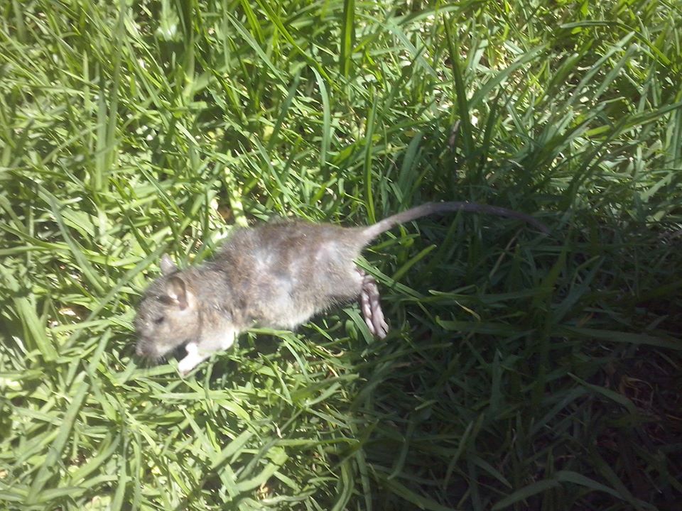 11412262_853870767999270_8808763442635463148_o